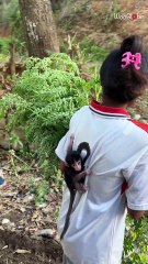 Unusual friendship: Monkey clings comfortably to girl’s shoulder