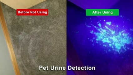 Morpilot Blacklight Flashlights uv Flashlight