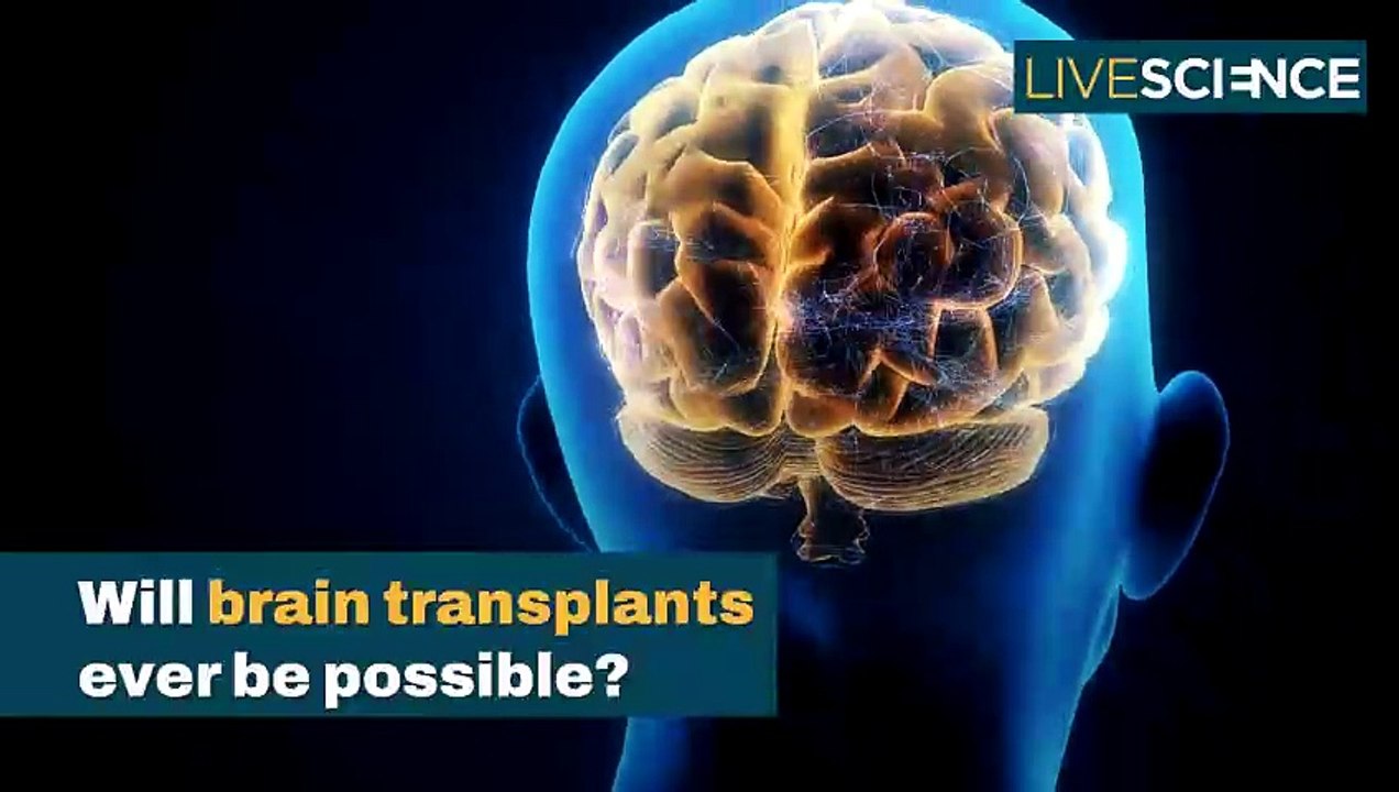 Will Brain Transplants Ever Be Possible? - video Dailymotion
