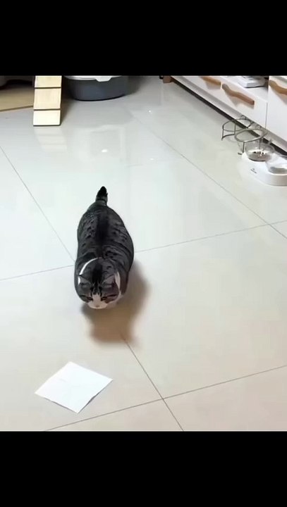 Hund macht lustige Geräusche! 20250201