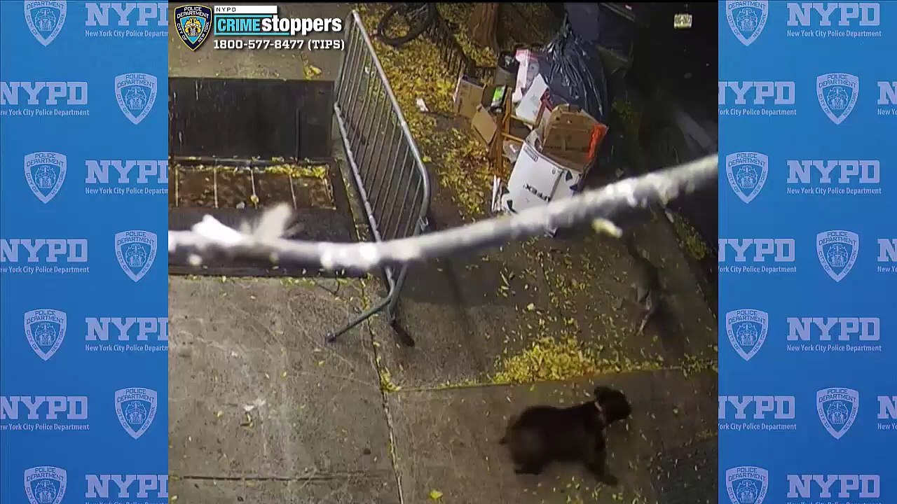 Man strikes cat with wooden stool on Manhattan street, breaking its jaw and back