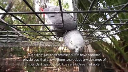 Why parrots can talk