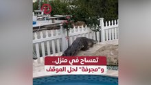 تمساح في منزل.. و"مجرفة" لحل الموقف