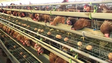 조류독감 인체감염 대유행 가능성..."백신 비축 서둘러야" / YTN