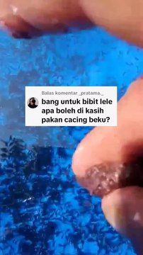 Larva lele diberi pakan cacing sutera BEKU boleh atau tidak❓