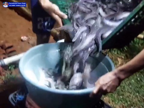 Kasih makan lele sehari 2X bahkan 1X 🙄 Apa ikan lele gak kanibal