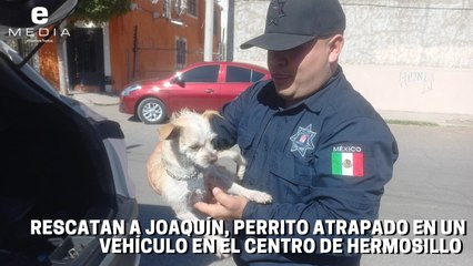 Rescatan a Joaquín, perrito atrapado en un automóvil en el centro de Hermosillo