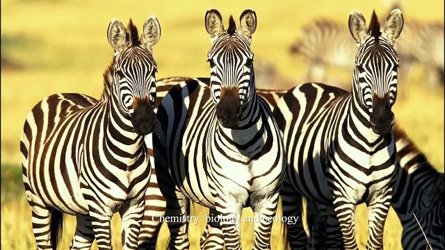 How Ice Needles Create Spontaneous Zen Gardens