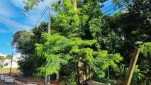 Árvores caem e interrompem trânsito no Bairro Brasmadeira e no Centro