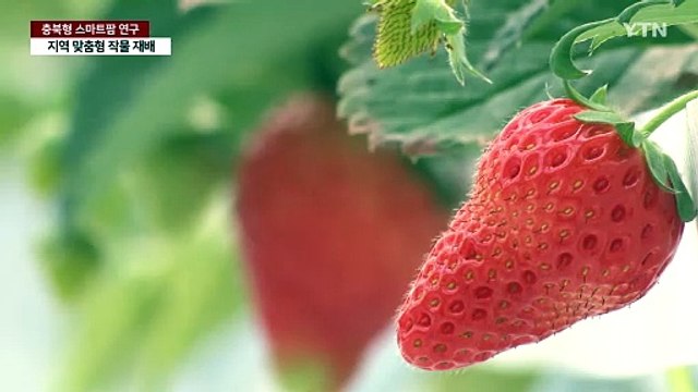 '충북형 스마트팜' 본격 연구...지역 맞춤형 작물 재배 / YTN