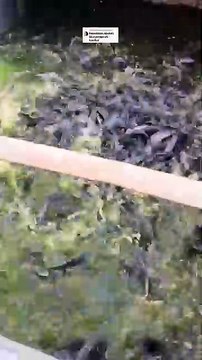 Kepadatan tebar lele apakah bisa berpengaruh kanibal❓