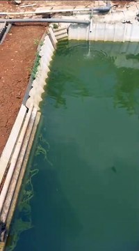 Air kolam berlumut itu pertanda air subur dan bagus untuk budidaya