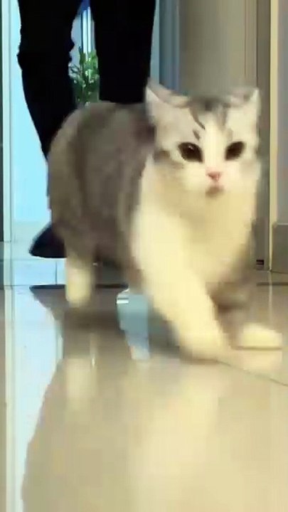 Hund packt Geschenke aus! 20250201