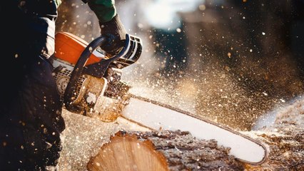 Bûcheron : un métier à hauts risques