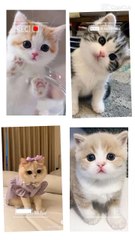 •••Beautifully Cats•••