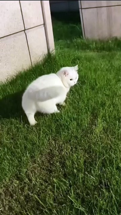 Katze „arbeitet“ an der Tastatur! 20250202