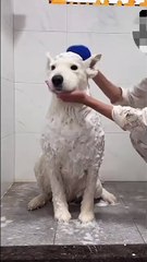 She has a snow bear that can bark, how about you😀