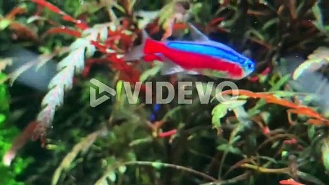 A colorful neon tetra swims among vibrant aquatic plants in a freshwater aquarium