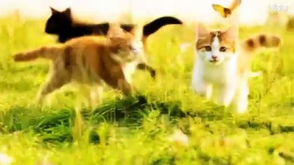 "Playful Cats Sprint Through a Sunny Meadow! 🌿🐱✨ #CuteCats #Playtime"