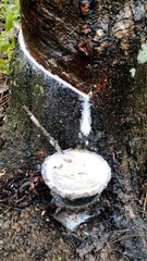 Getah karet hancur karena turun hujan tiba-tiba