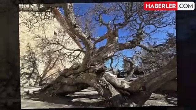 Kadir gecesi secde ettiği rivayet edilen dut ağacı görenleri hayrete düşürüyor