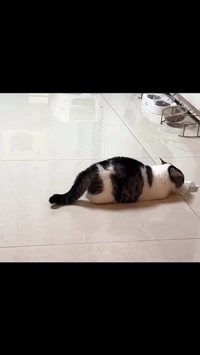 Hund auf der Schaukel! 20250202