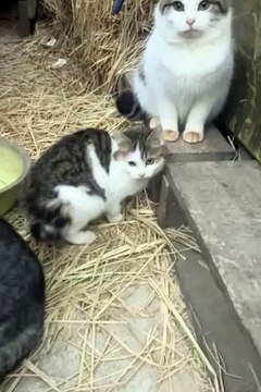 Cute animals😼🙄🙄cute cats #cat #animals #shorts