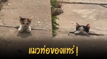 ส่องแมวท่อน่าเอ็นดู ผลุบ ๆ โผล่ ๆ ออกจากท่อระบายน้ำ