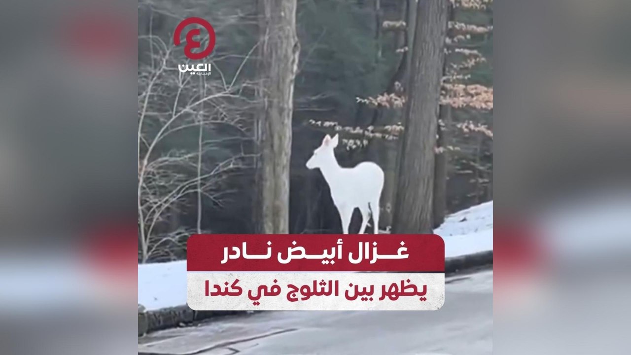 غزال أبيض نادر يظهر بين الثلوج في كندا
