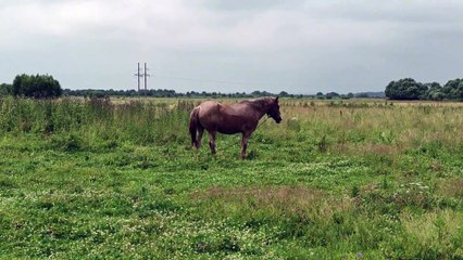 "Peaceful Horses in Nature with Relaxing Music | Calm and Serene"