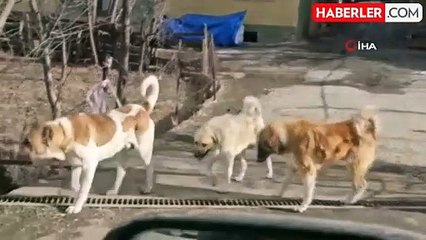 İspir'de Başıboş Köpekler Tehdit Oluşturuyor