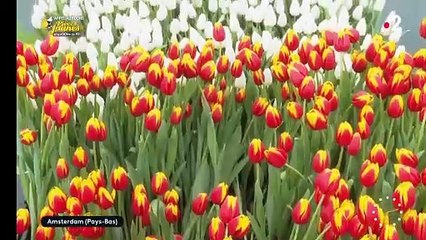 La journée des tulipes à Amsterdam, ma participation au reportage de Télématin sur France 2