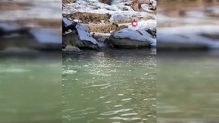 Türkiye'nin nesli tehdit altındaki sevimli canlısı Hakkari'de ortaya çıktı