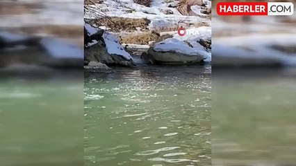Yüksekova'da Nesli Tükenme Tehlikesi Altındaki Su Samuru Görüntülendi