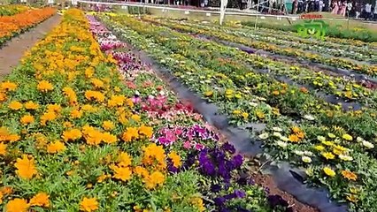 लाखोंचा नफा देणारी फुलं