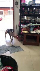 Un Chien voleur et très heureux