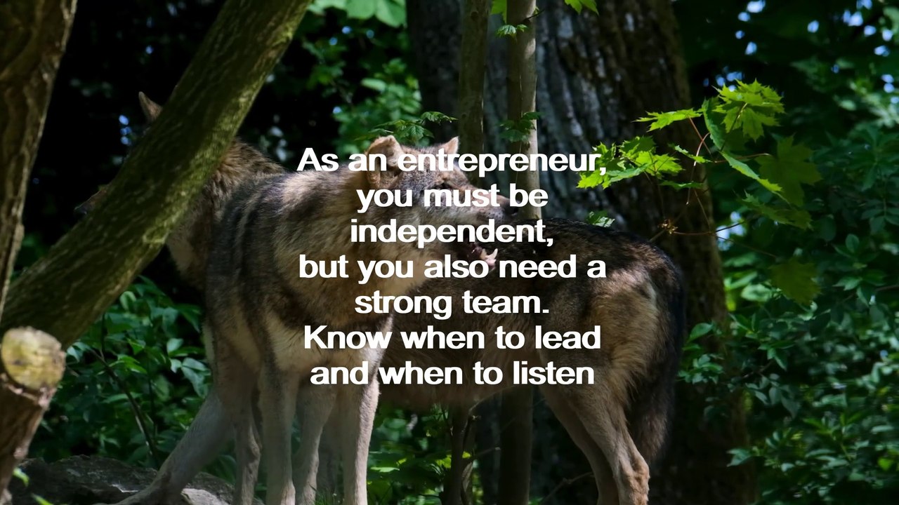 Entrepreneurial Wisdom from Wolves