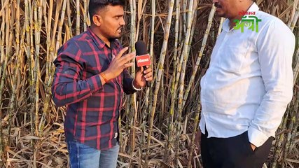 १५ फूट वाढणारा पाडेगाव चा हा ऊस कोणता