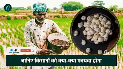 Whats is Makhana Board: मखाना बोर्ड को क्यों ला रही Government, किसको होगा फायदा | वनइंडिया हिंदी