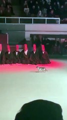 Semazen gösterisinde şaşırtan an! Secde eden semazenleri görünce kedi korkudan kaçtı