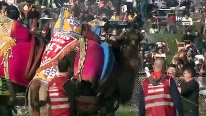 İzmir’de 16. Torbalı Deve Güreşleri Festivali düzenlendi