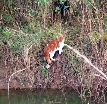 Cute animals😼🙄🙄cute cats #cat #animals #shorts