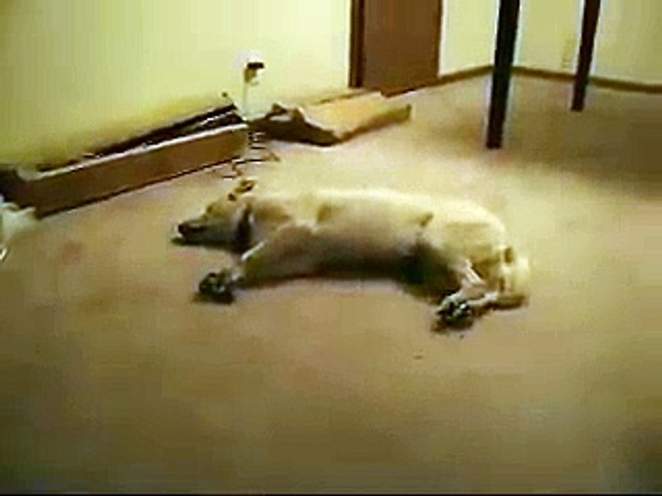 Sleeping Dog Walking.