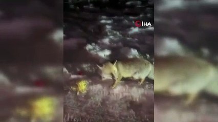 Tilkinin cips keyfi kamerada