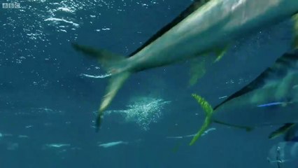 Flying Fish Picked Off From Above And Below