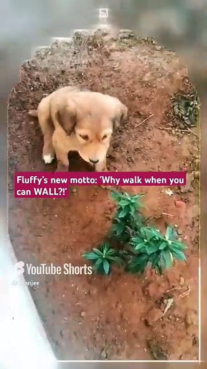 Sister - 'jump,' Fluffy - 'How high?'