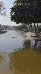 A DUCK IS ENJOYING NATURE BEAUTY IN POND