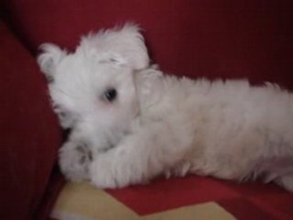 Cookie BB