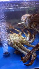 Giant king crabs
