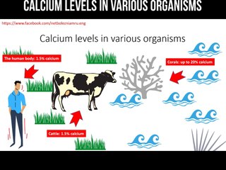Calcium levels in various organisms